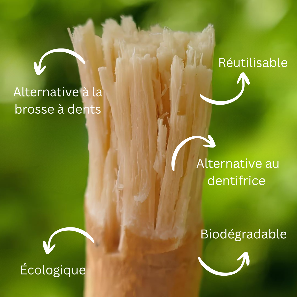 Siwak Blanchissant | Miswak Naturel